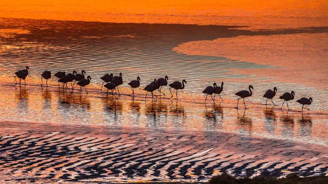 「ラグナ・コロラダのフラミンゴ」ボリビア, ポトシ県