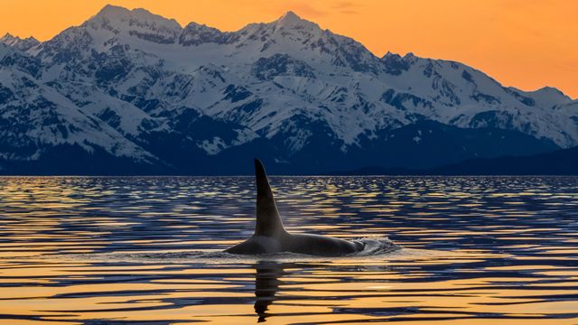 シャチ, 米国 アラスカ州