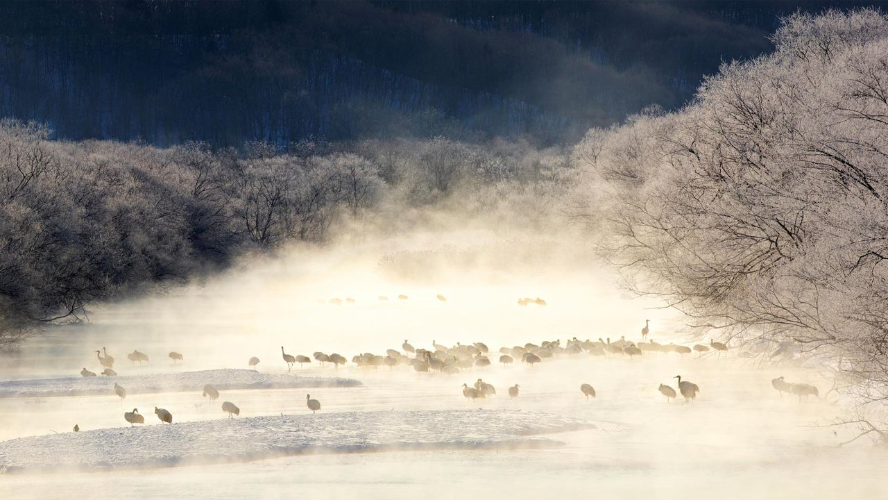 ｢けあらしの中のタンチョウ｣北海道, 雪裡川