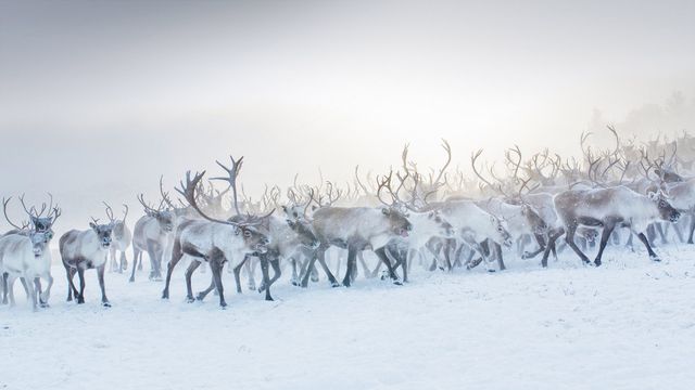 「トナカイの群れ」ノルウェー