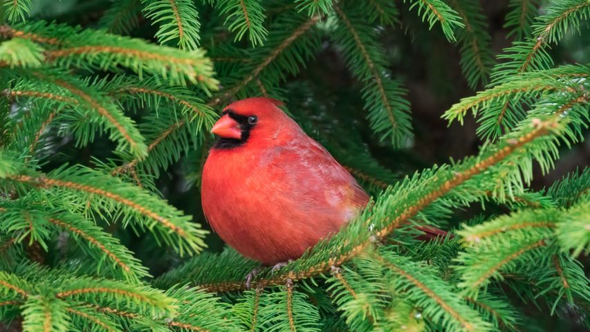 大都会ニューヨークの小鳥