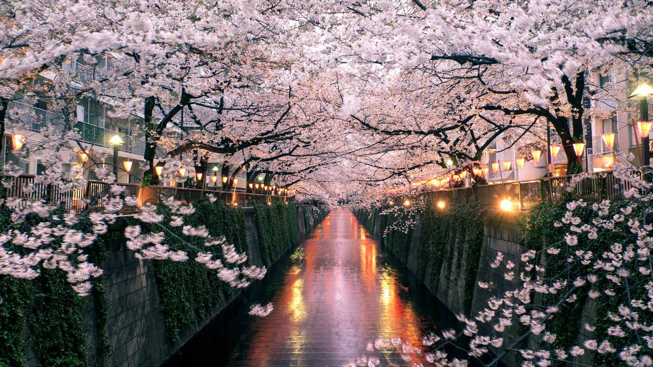 目黒川の桜｣東京, 目黒区 ・ Bing日替わり壁紙 ・ 無料ダウンロード