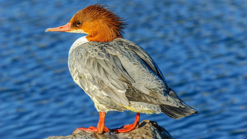 よく旅をする水鳥