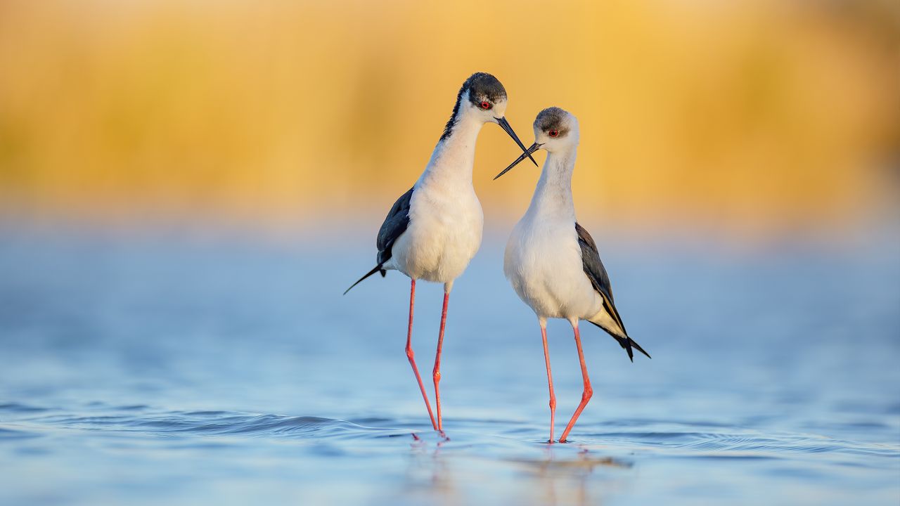 重なり合うくちばし, カマルグ フランス