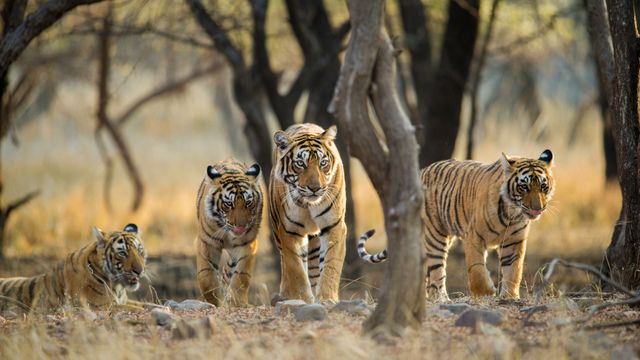 ベンガルトラの家族, インド