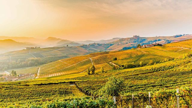 「バローロのワインヤード」イタリア, ピエモンテ州