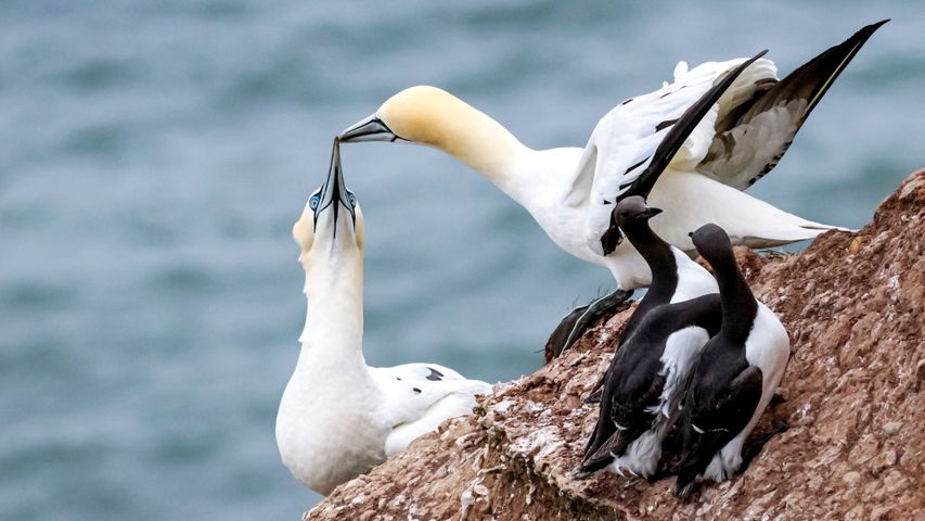 恋の病にかかった海鳥たち