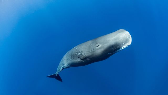 「ロゾー沖のマッコウクジラ」ドミニカ, カリブ海