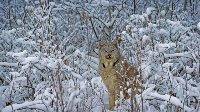 「カナダオオヤマネコ」米国, モンタナ州