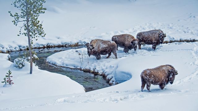 雪の中のアメリカバイソン, 米国 ワイオミング州
