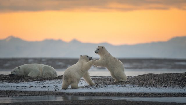 じゃれあうホッキョクグマの赤ちゃん, 米国 アラスカ州