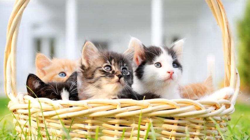 バスケット, 猫, コンテナー, 動物, 肉食動物, kitten, フェリ科