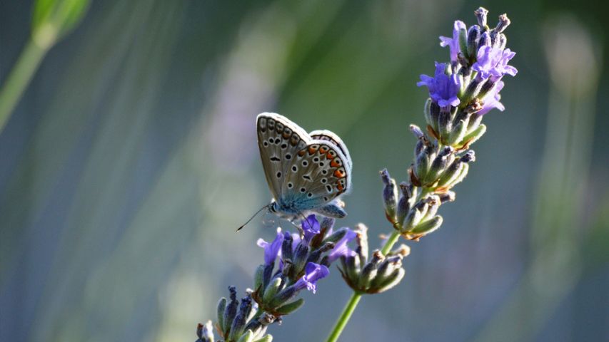 色鮮やかな花粉媒介者
