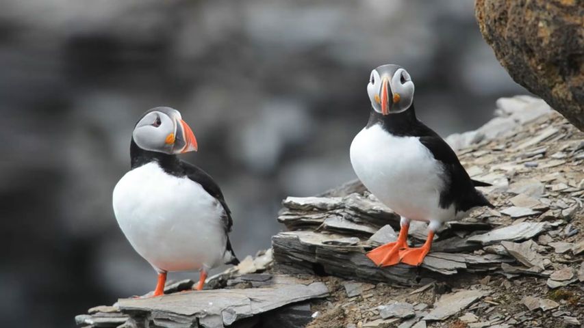 動物の壁紙、動画  Bing 背景動画