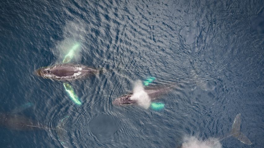 港湾地区ダッチハーバーのザトウクジラ, 米国 アラスカ州