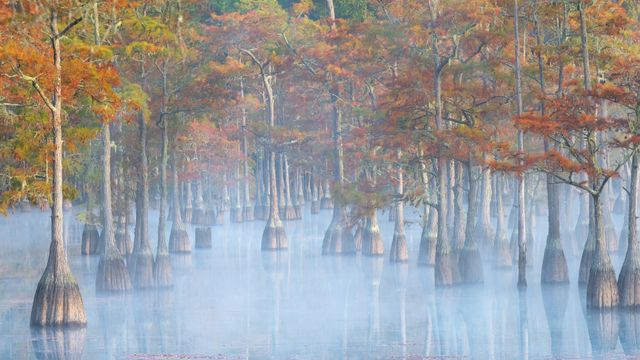 ジョージ・エル・スミス州立公園, 米国 ジョージア州