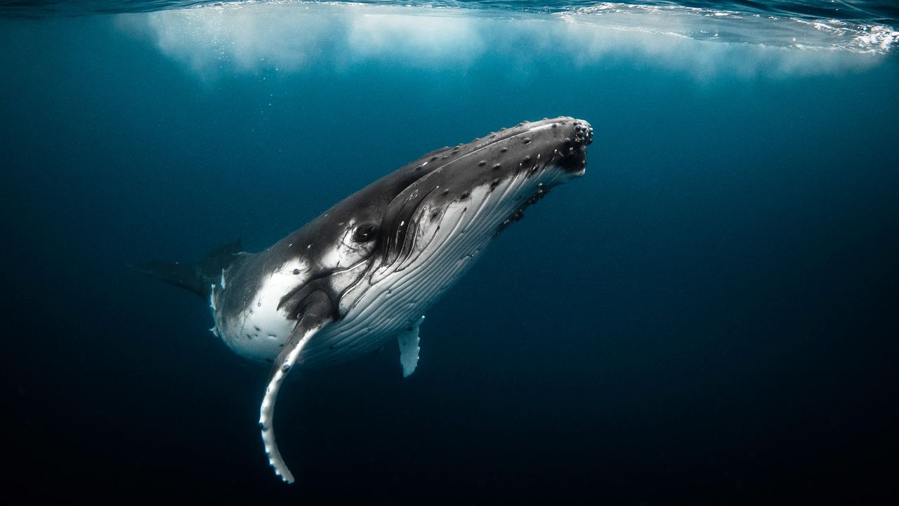 優雅に泳ぐザトウクジラ, トンガ