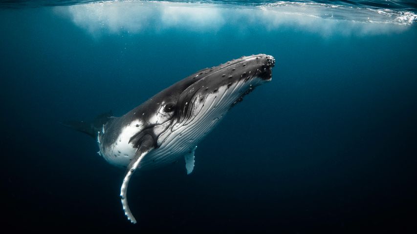 クジラさん、こんにちは
