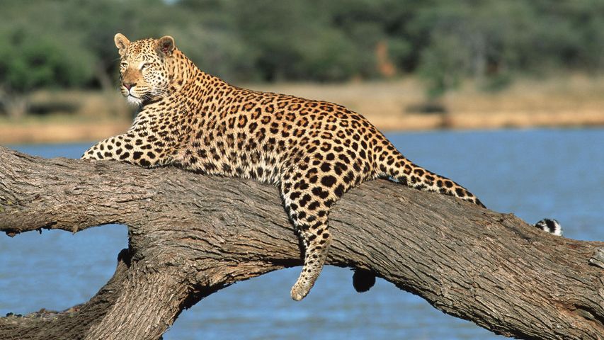 くつろぐヒョウ