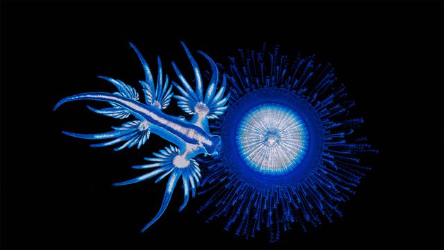 「アオミノウミウシとギンカクラゲ」オーストラリア, ニューサウスウェールズ州