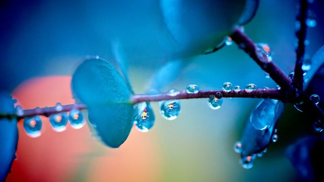「雨上がりのユーカリの木」広島