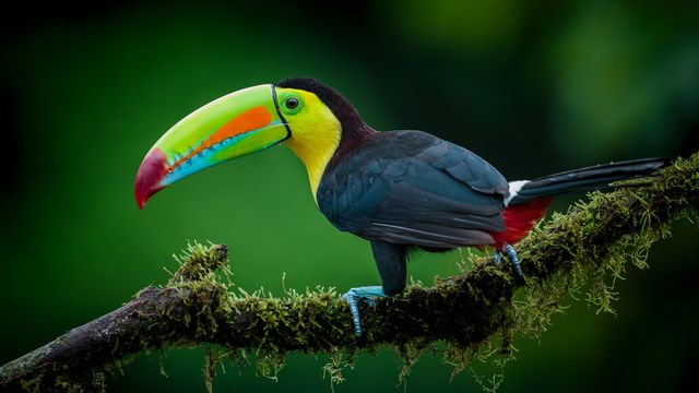 くちばし界の大物 - Windows スポットライト壁紙 | 高画質4Kダウンロード