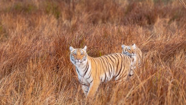 ジム・コーベット国立公園, インド ウッタラーカンド州
