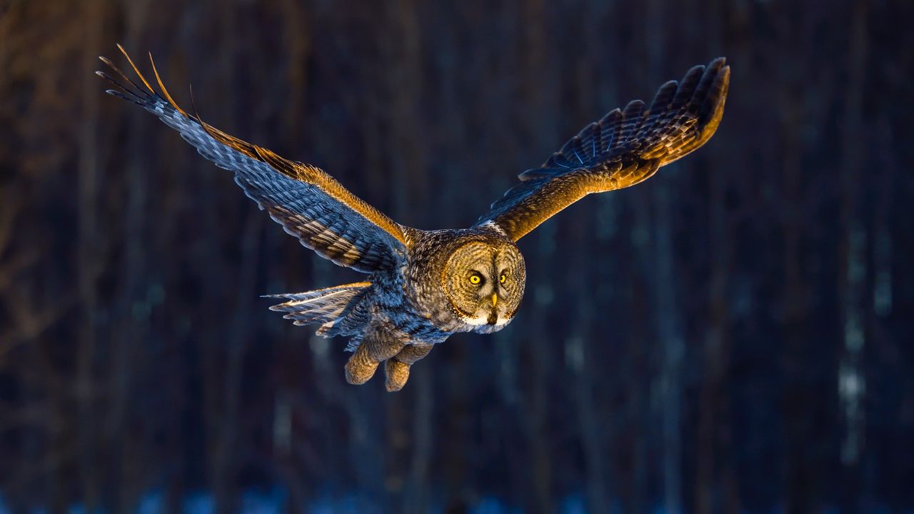 空を舞うカラフトフクロウ, カナダ