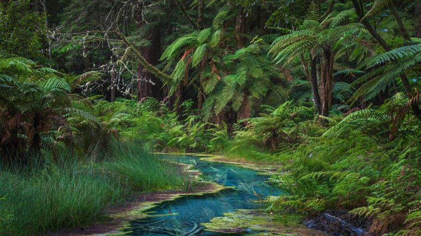 「ファカレワレワ森林保護区｣ニュージーランド北島