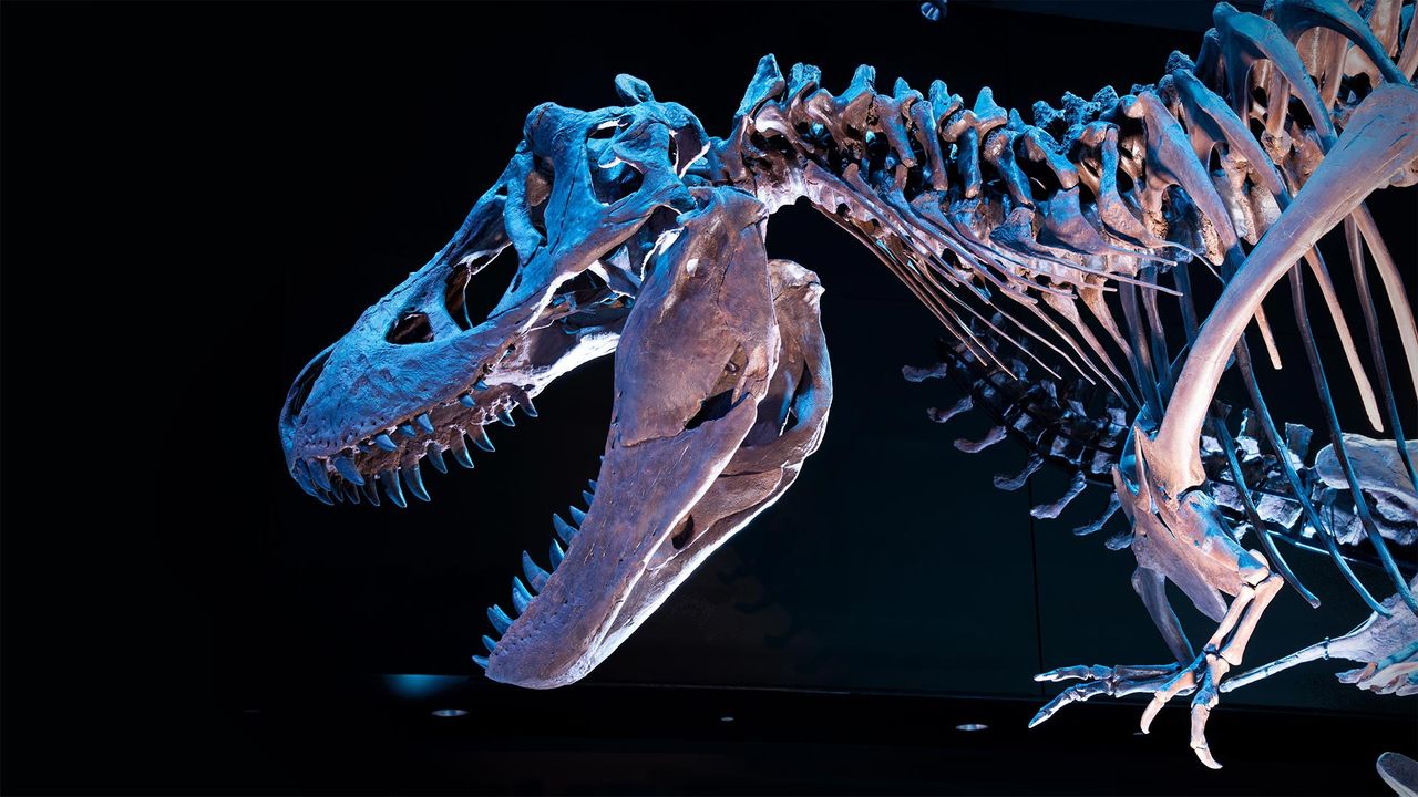 ｢ティラノサウルスの化石｣