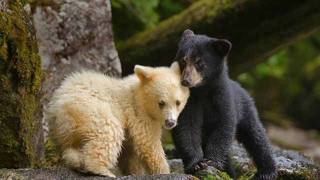 「アメリカグマの兄弟」カナダ, グレートベア・レインフォレスト