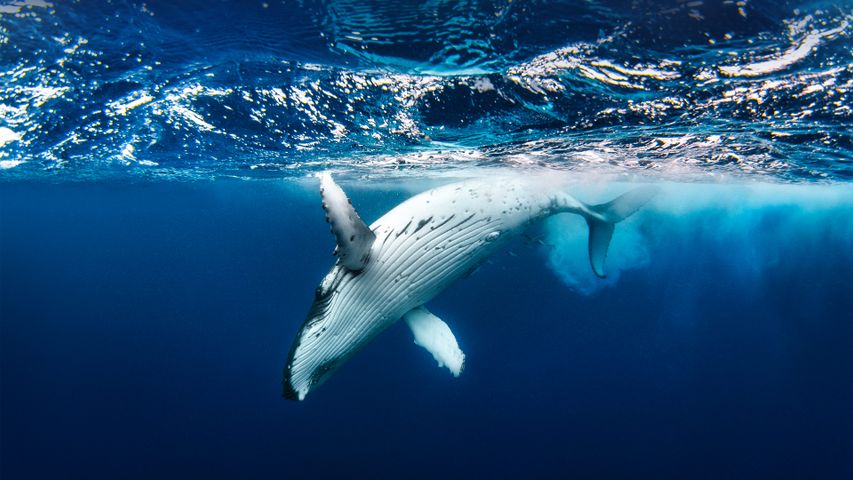 青い海で泳ぐザトウクジラ
