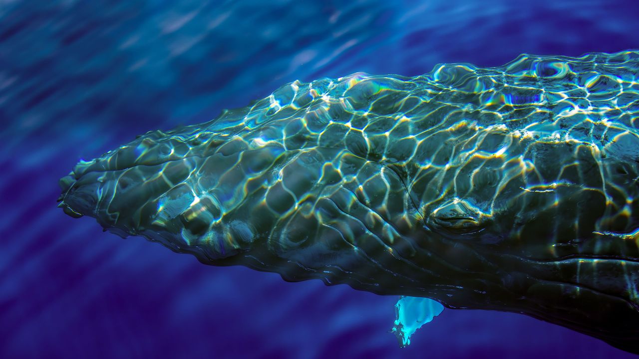 水面を泳ぐザトウクジラ, ハワイ