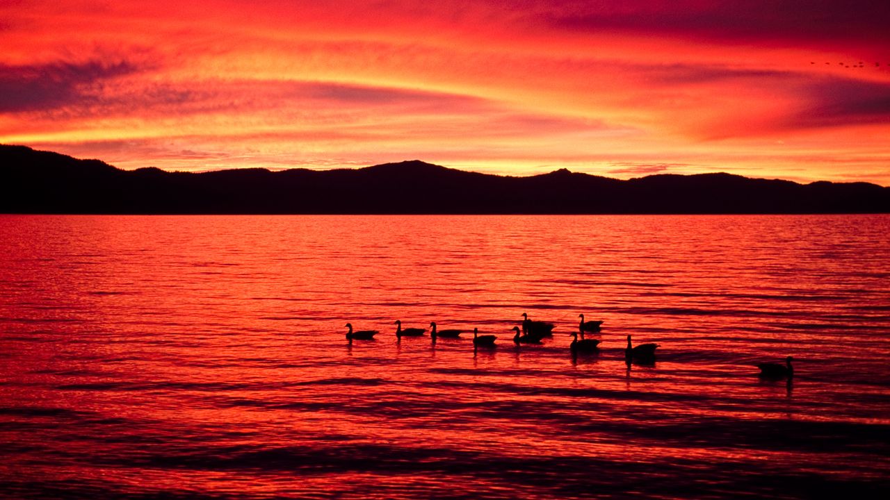 夕焼けの湖とアヒル, 北海道