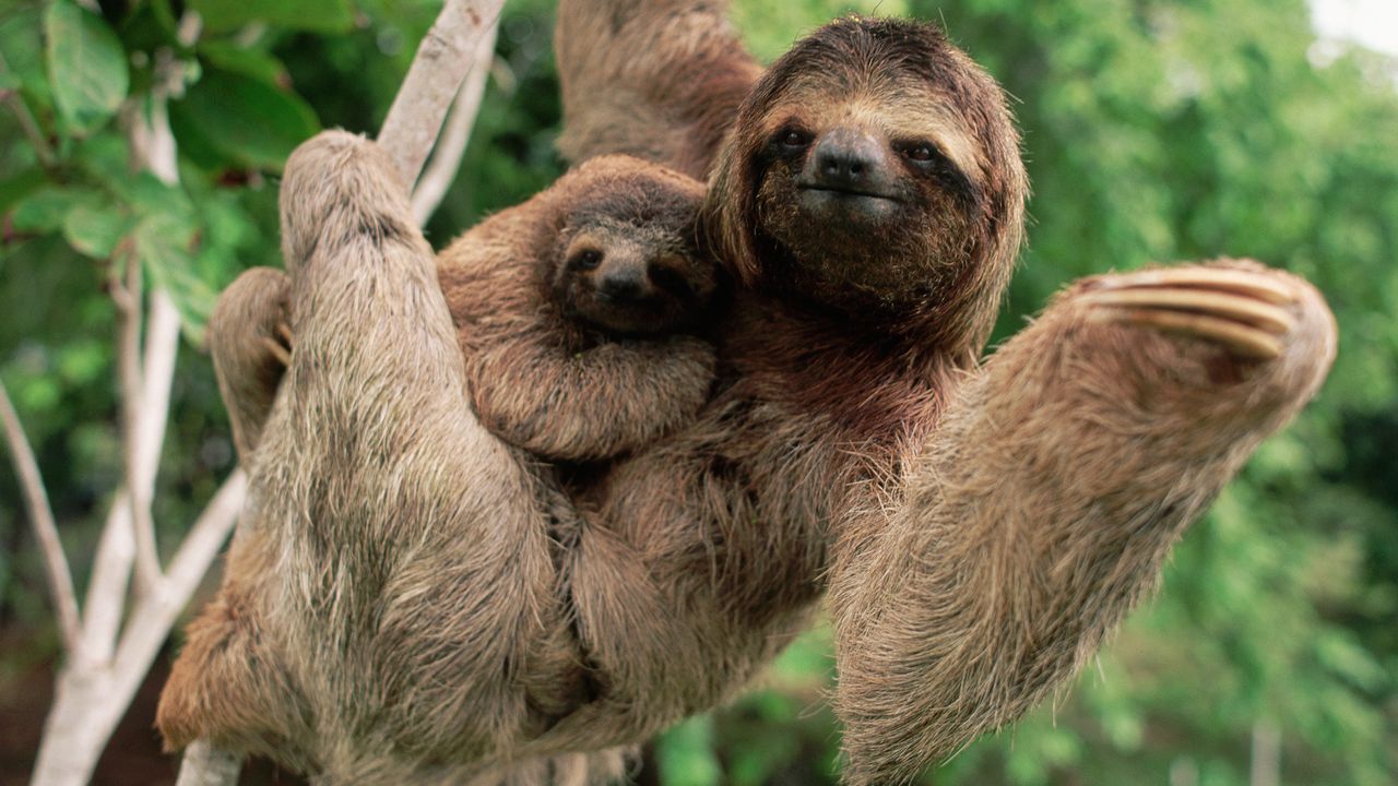 ナマケモノの母子, コスタリカ