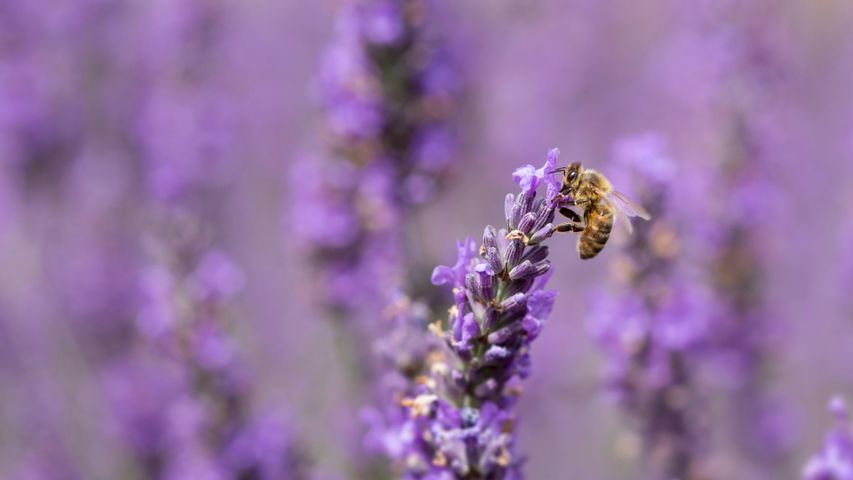 ラベンダーの花にミツバチ