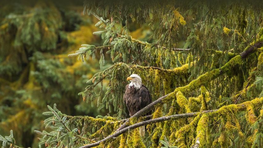 トンガス国立森林公園のハクトウワシ, 米国 アラスカ州