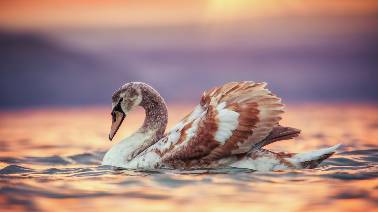 夕焼けに染まる若い白鳥, 水辺