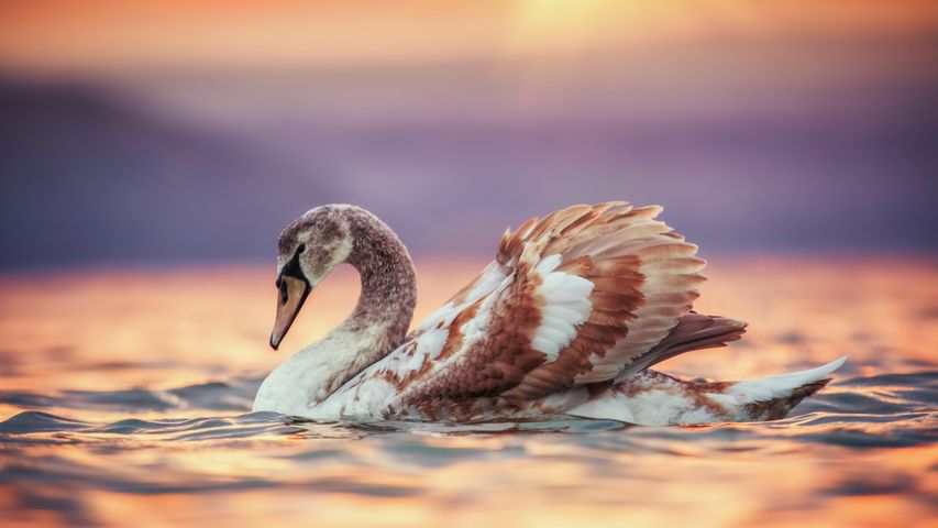 若い白鳥がポーズをとる