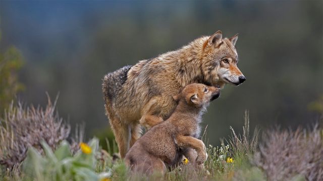 「ハイイロオオカミと子ども」米国モンタナ州