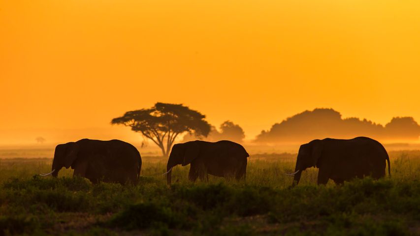 アンボセリ国立公園のゾウ家族, ケニア