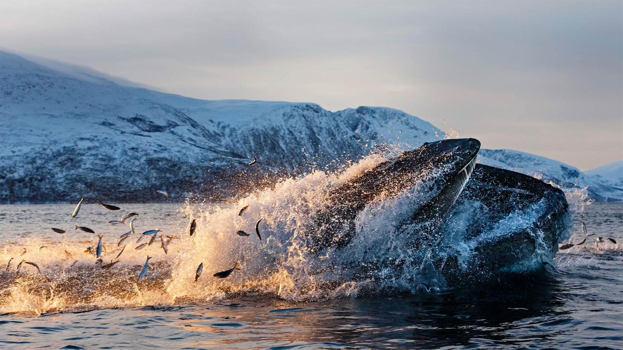 ｢ニシンを食べるザトウクジラ」ノルウェー, トロムソ, クバル島
