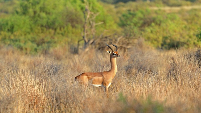 ｢ジェレヌク｣ケニア, ツァボ国立公園