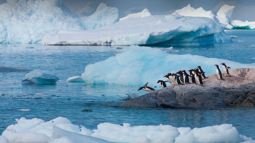ジェンツーペンギン, 南極大陸