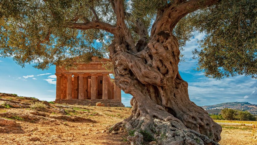 オリーブの大木とコンコルディア神殿, イタリア シチリア