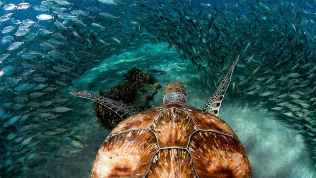 ｢イワシの群れとアオウミガメ｣キュラソー島, プラヤ・グランデ