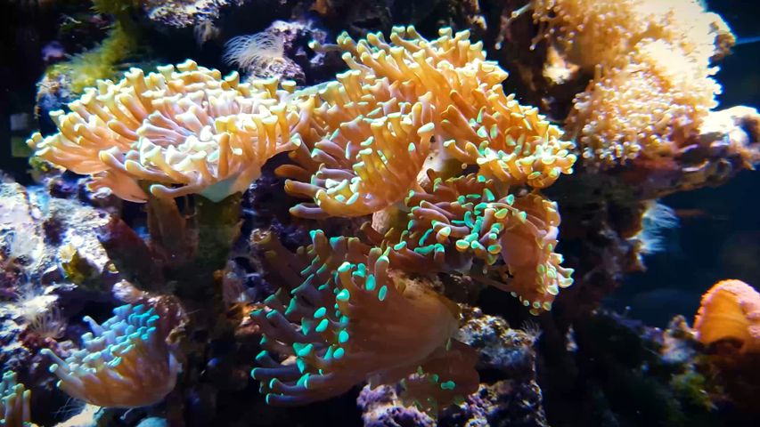 リーフ, 水族館, 海洋無脊椎動物, 魚, サンゴ, サンゴ礁, 水